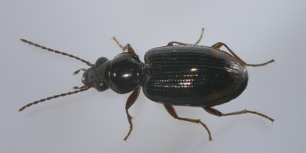 Carabide di palude: Philocthus lunulatus